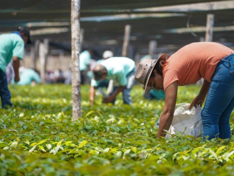 ¿Sembrando vida, es la verdadera opción para rescatar al campo mexicano?