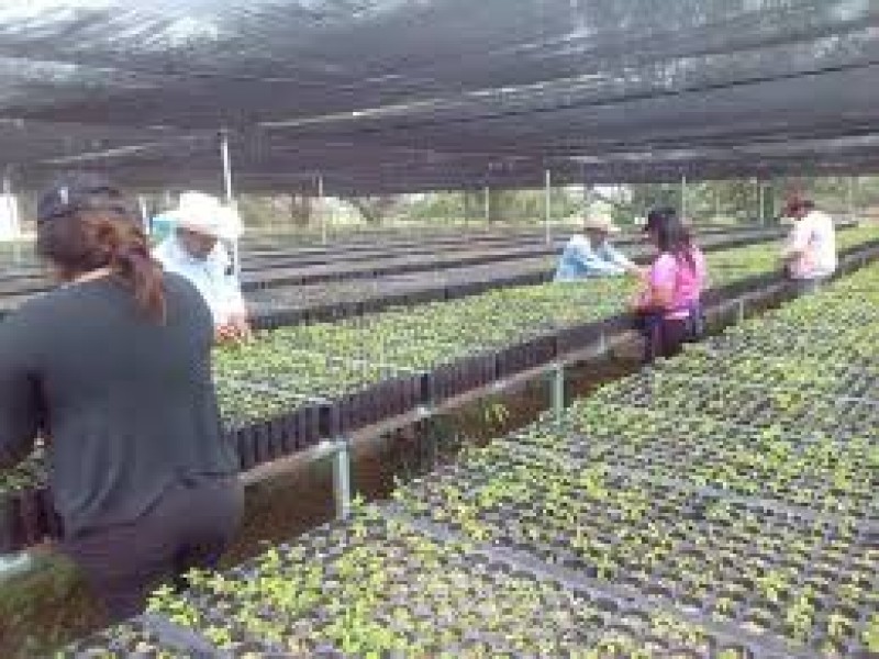 Sembrando vida fortalece productividad del campo en el Soconusco