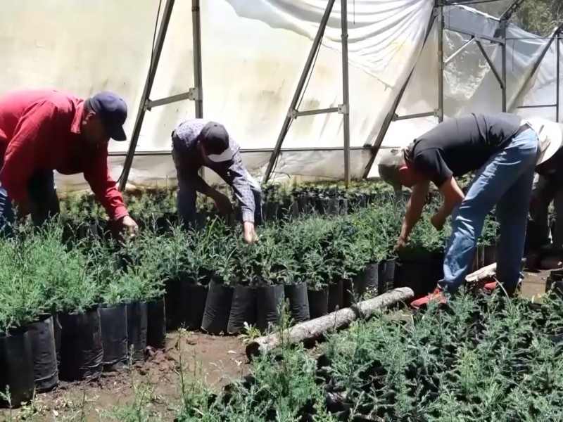 Sembrando vida, le queda debiendo al campo sinaloense