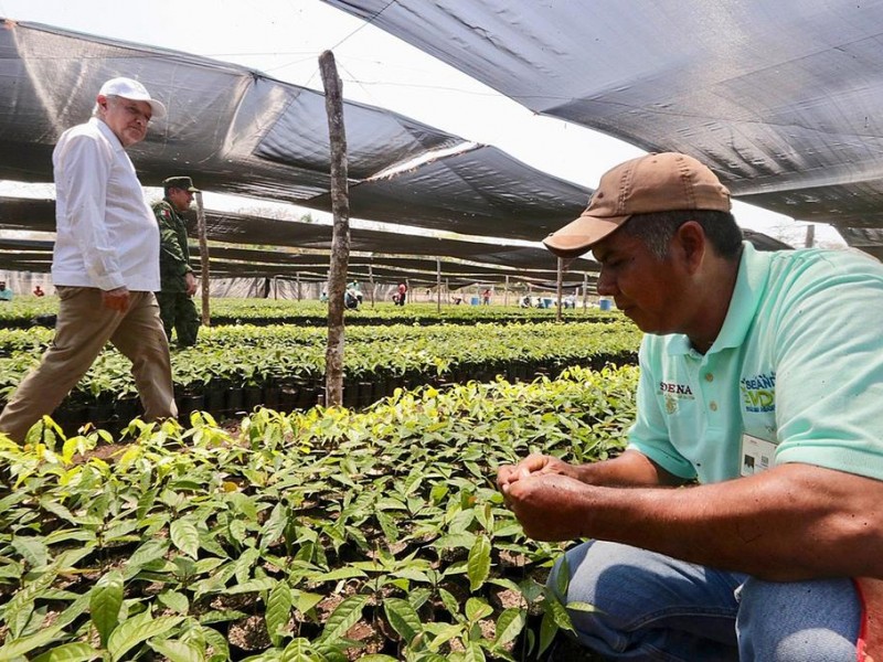 Sembrando Vidas producirá 40 millones de plantas