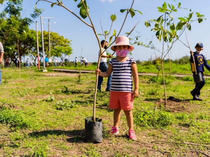 Sembrarán árboles para contrarrestar altas temperaturas en Veracruz