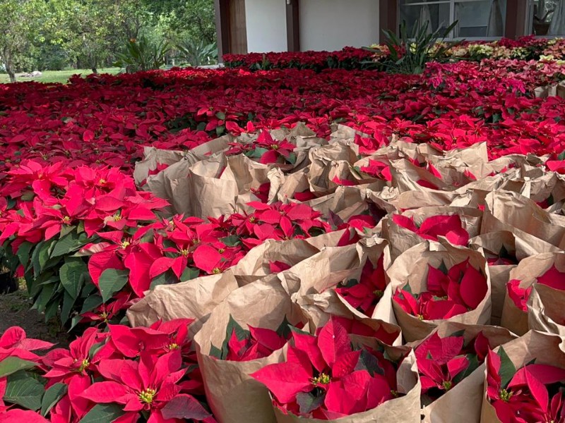 Seminario de Tuxpan organiza venta con causa de Nochebuenas