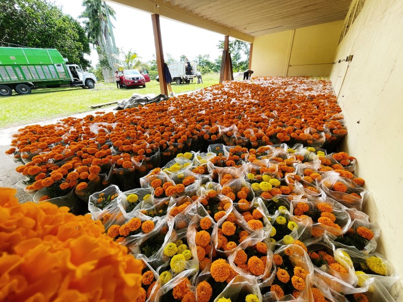 Seminaristas iniciaron su venta de Cempasúchil en Tuxpan