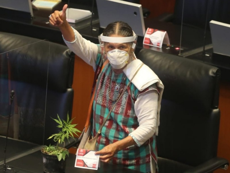 Senado aprueba uso recreativo, médico e industrial de la mariguana