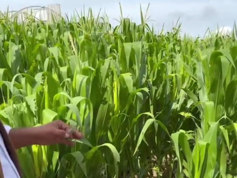 Senador alerta sobre extorsión a productores; Secretaría del Campo descarta denuncias