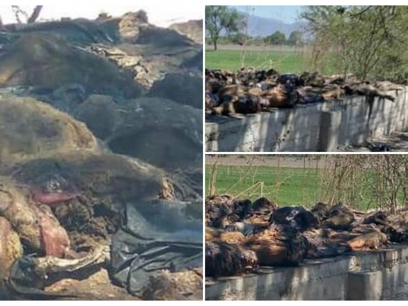 Granja señalada por tirar desechos de animales a cielo abierto.