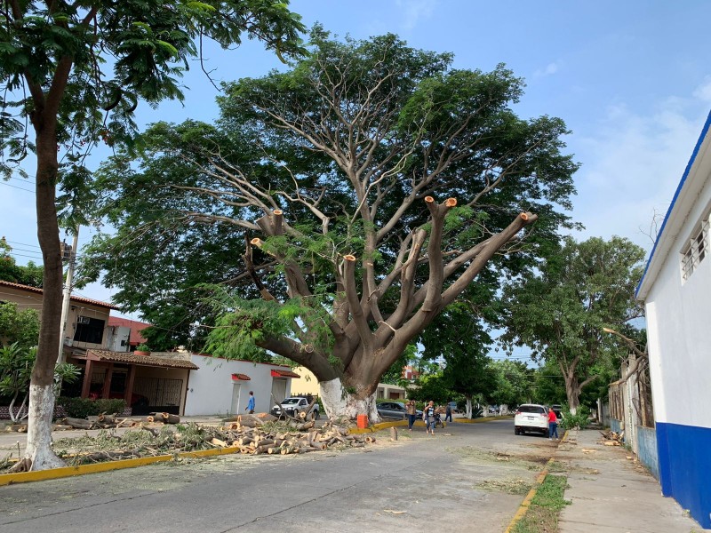 Señalan de ecocidio tala de árbol de Huanacaxtle en Juchitán