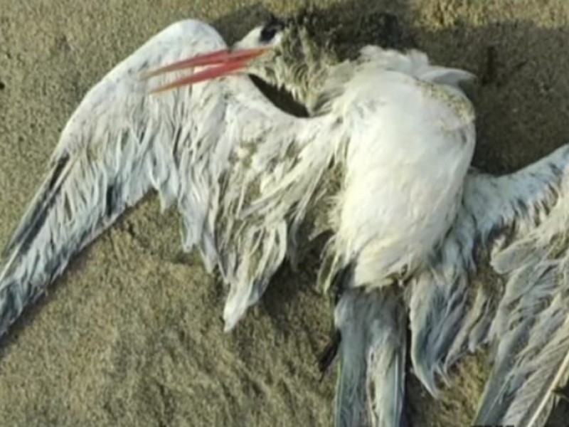 Senasica investiga muerte de aves migratorias y locales en Tecpan