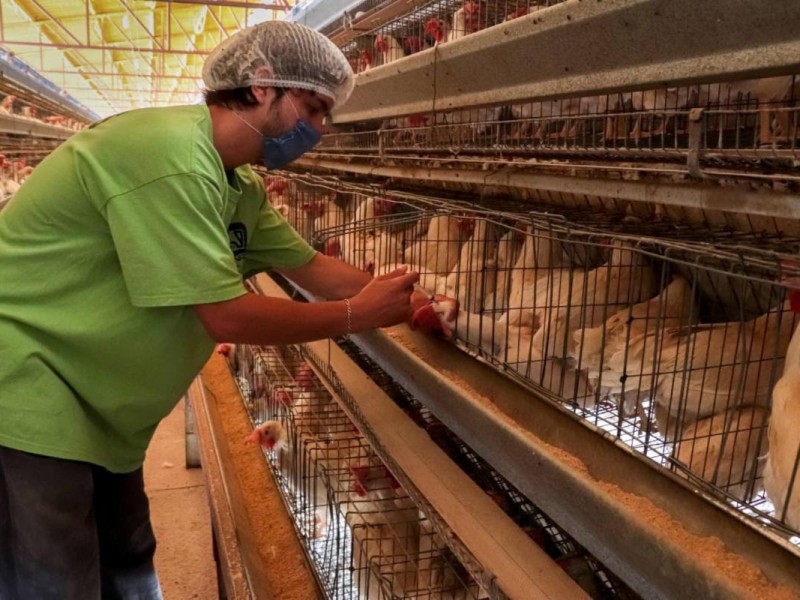 Senasica levanta la cuarentena por influenza aviar en Sonora
