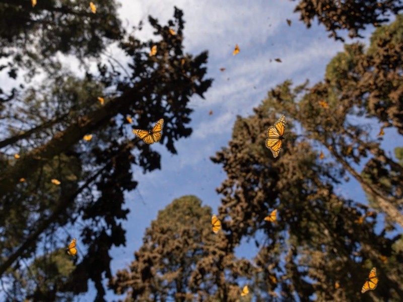 Senguio refuerza protección para visitantes del santuario de la mariposa monarca