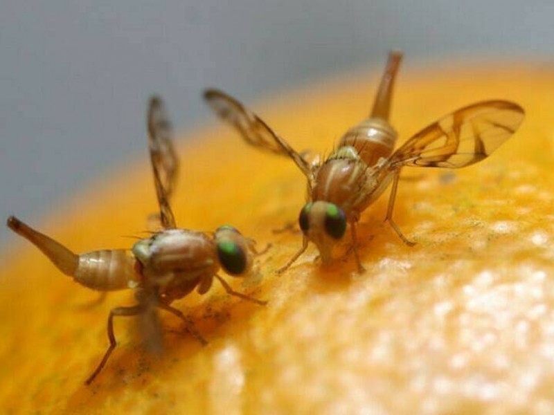SEPADA:Se tiene control del 90% de mosca de la fruta