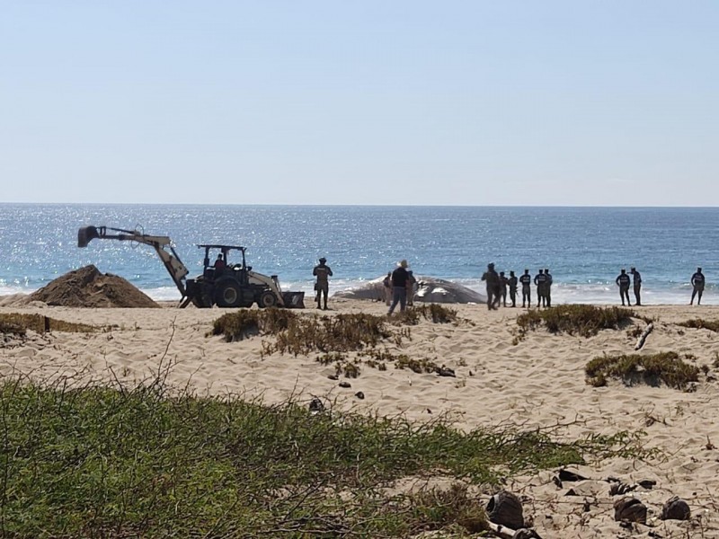 Sepultan a ballena muerta en en playa de San Jerónimo