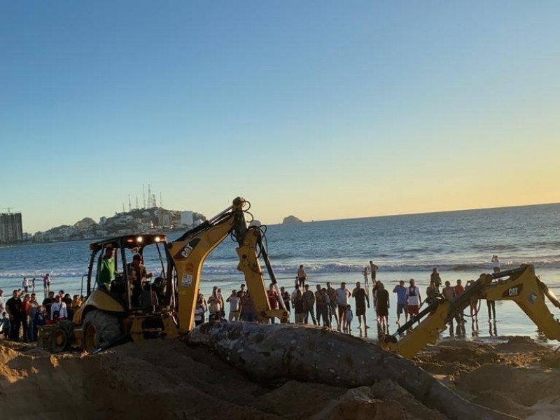 Sepultan ballena muerta en playas de Mazatlán