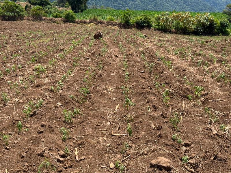 Sequía pone en peligro al cempasúchil de San Pablo Coapan
