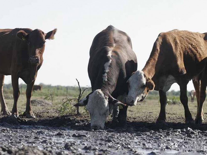 Sequía afecta ganadería en la costa de Chiapas