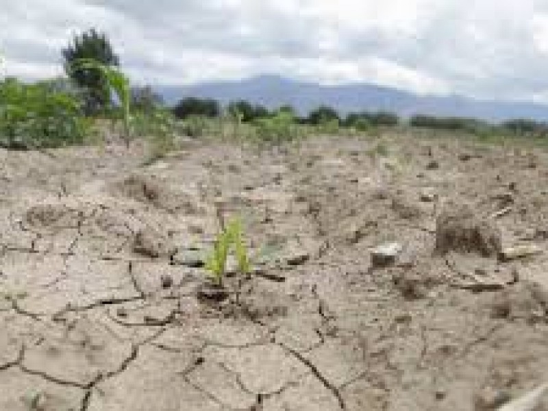 Sequía acaba con cultivos, bosques y ganado en Veracruz