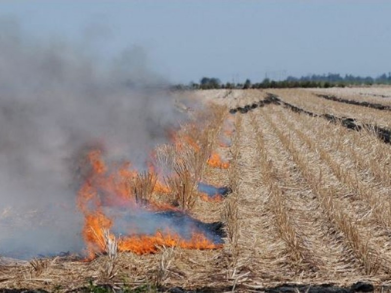 Sequía acaba con prácticas de quema de gavilla en Etchojoa