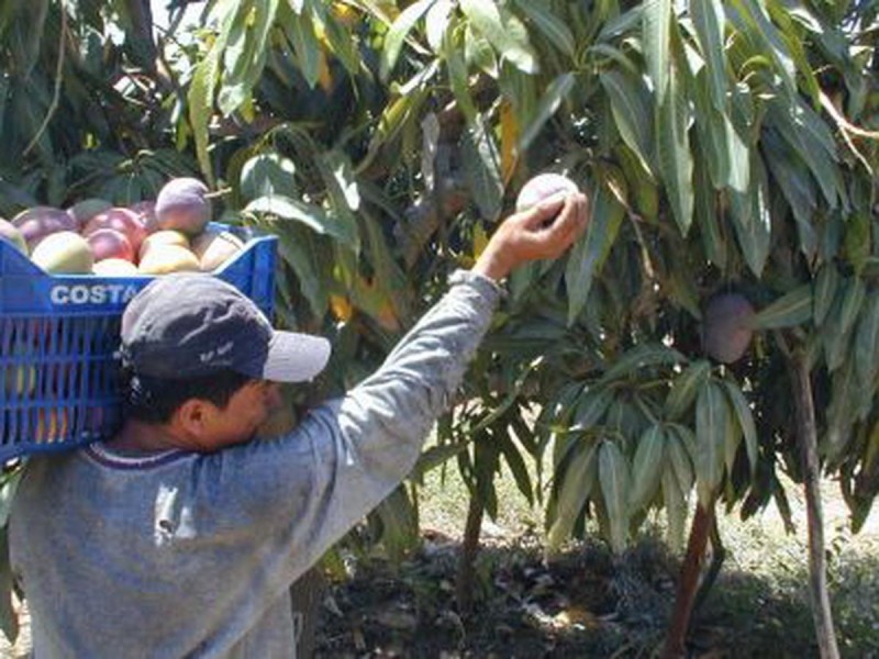 Sequía adelanta cosecha de mango en zona norte de Sinaloa