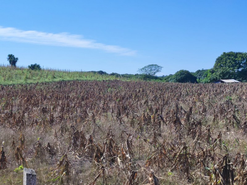 Sequía afecta a productores del campo en Tuxpan