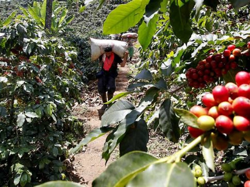 Sequía afecta producción de café