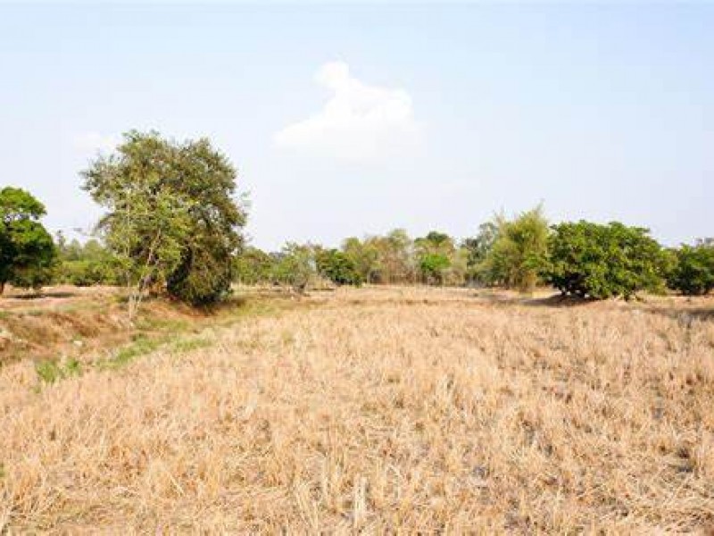 Sequía afecta producción frutal de zona serrana nayarita