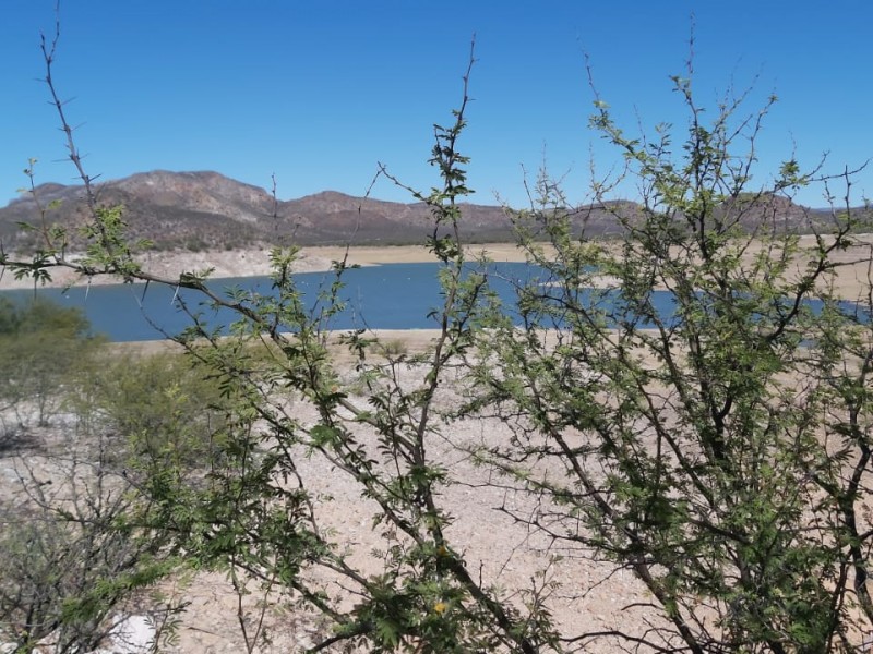 Sequía agrava situación del campo lagunero