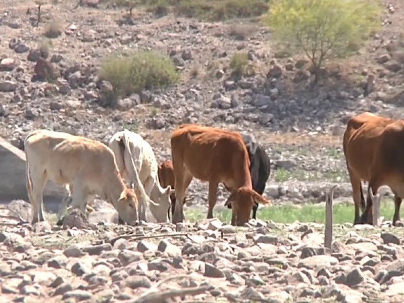 Sequía alerta a productores en Cajeme