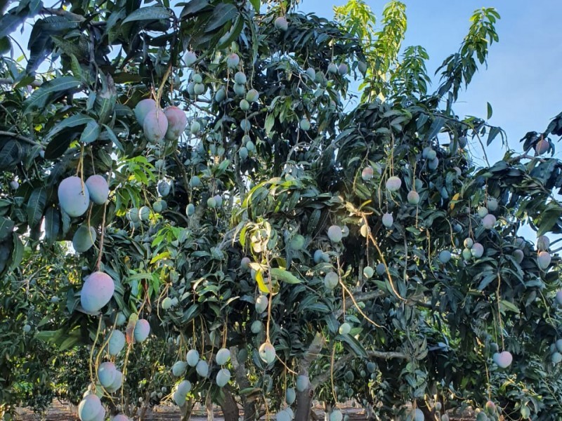 Sequía amenaza producción de mango en Sinaloa y en México