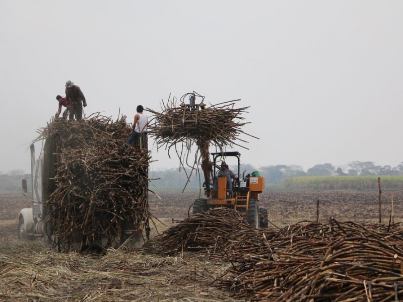 Sequía causó poca producción de zafra