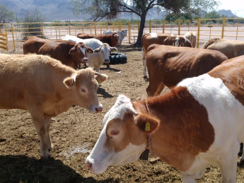 Sequía: el 25% de ranchos quedaron sin ganado