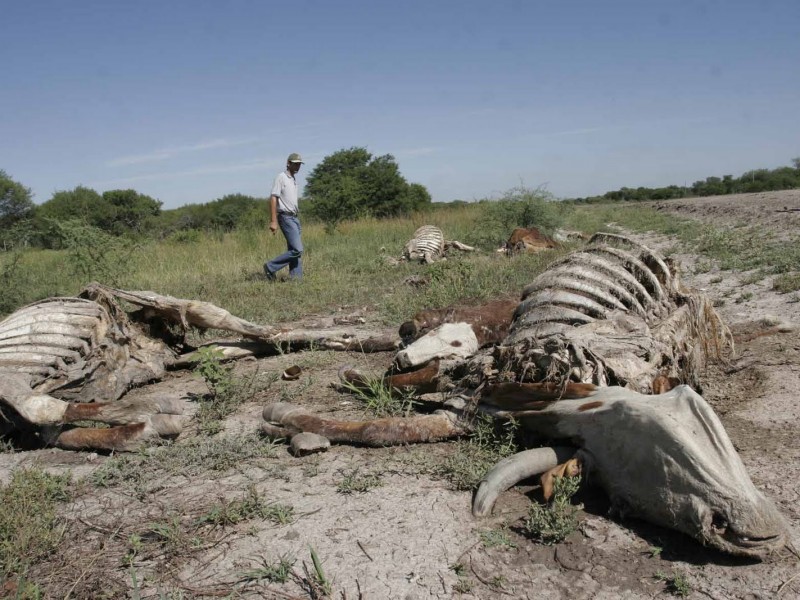 Sequía en el país deja afectaciones a ganaderos y agricultores