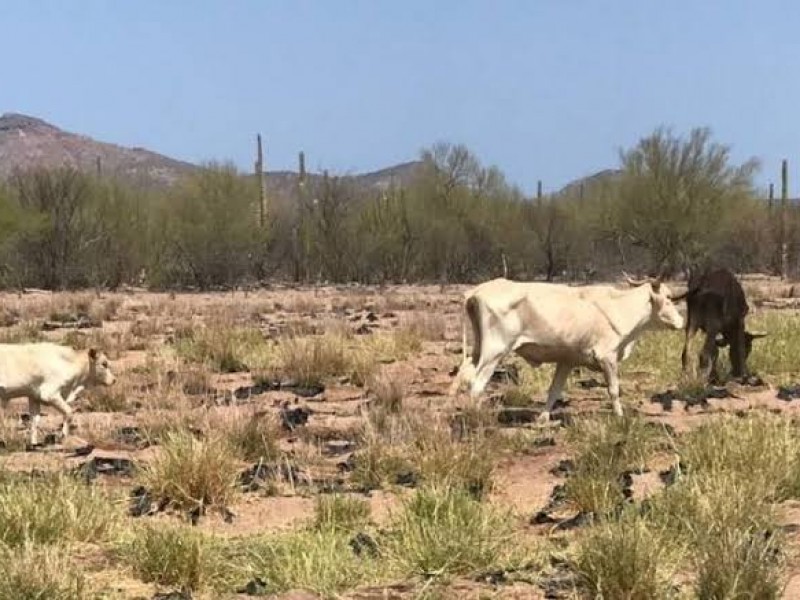 Sequía extrema está abatiendo al sector ganadero