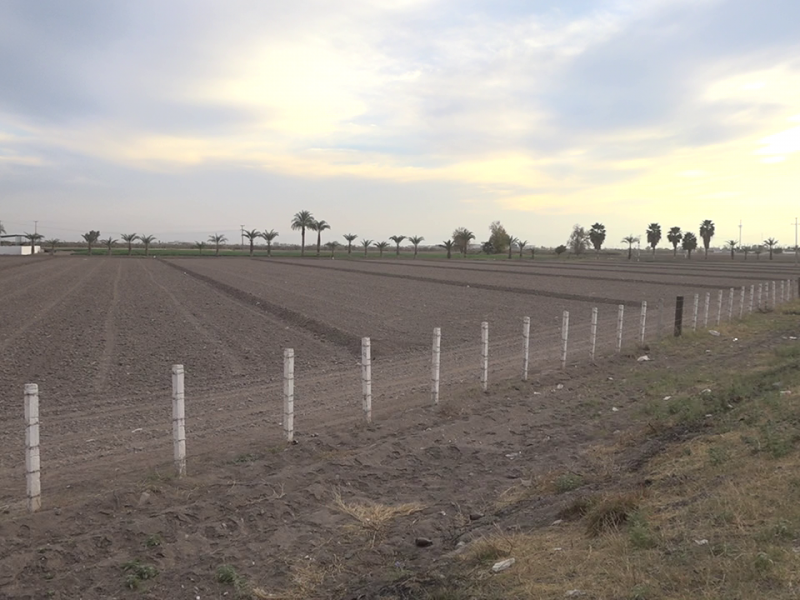 Sequía pone en riesgo producción del campo lagunero.