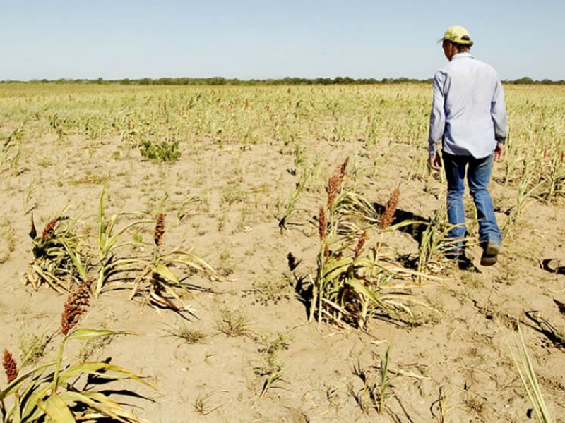 Sequía preocupa a productores agrícolas, temen por sus cosechas