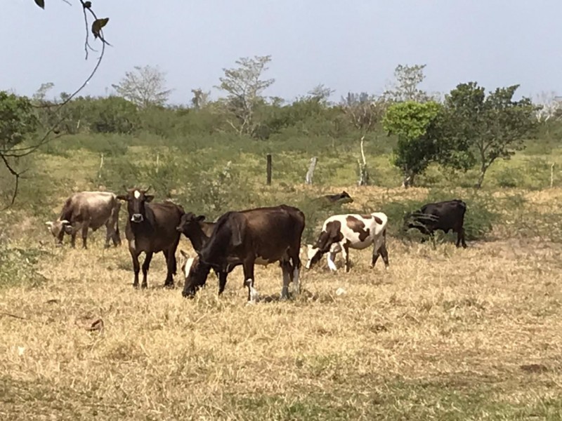 Sequía provocará disminución en producción de carne y leche