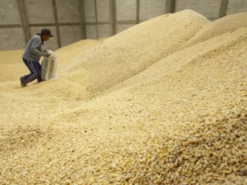 Sequía reducirá drásticamente el acopio de maíz en Sinaloa