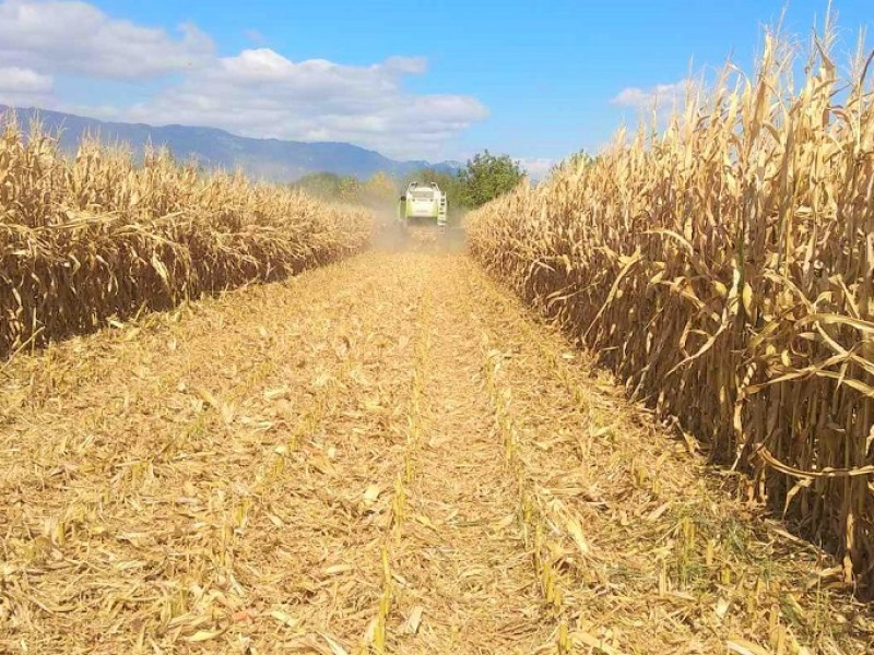 Sequía reducirá producción de maíz en Sinaloa
