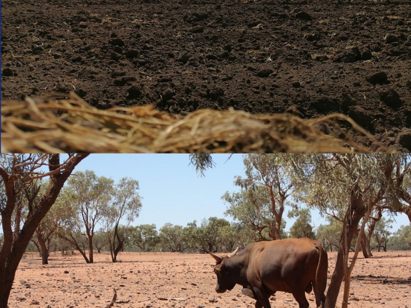 Sequía: sufre Caltepec, solo sembró 20%, ganado comienza a morir