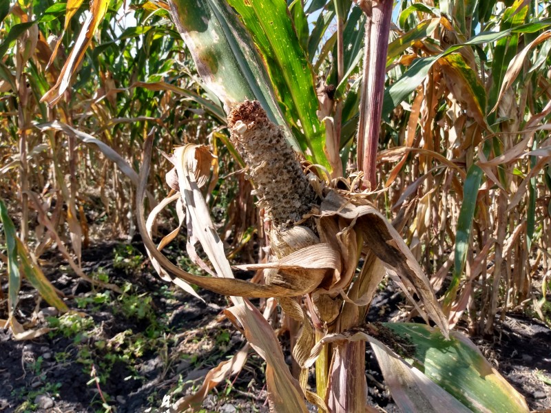Sequía y falta de apoyos gubernamentales complica producción de maíz