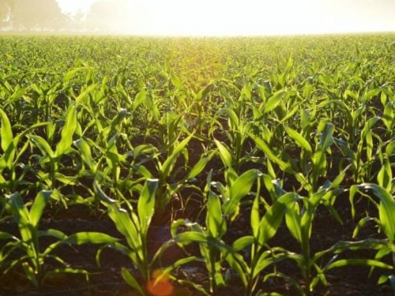 Sequía y maíz transgénico dos grandes problemas para su producción