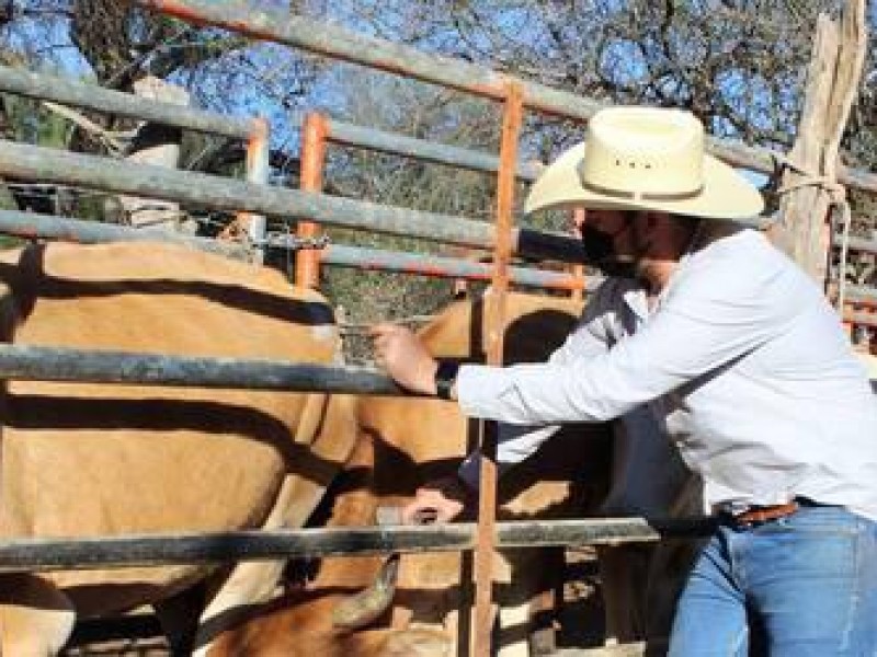 Sequías están acabando con el 30% de los ganaderos