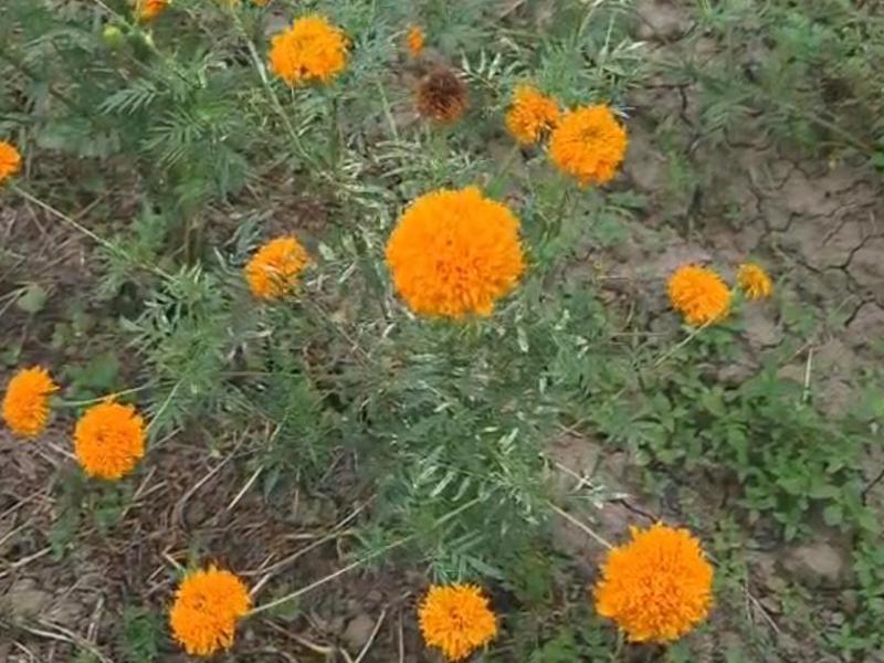 Sequía afectó producción de cempasúchil, aseguran productores de Chiapa de Corzo