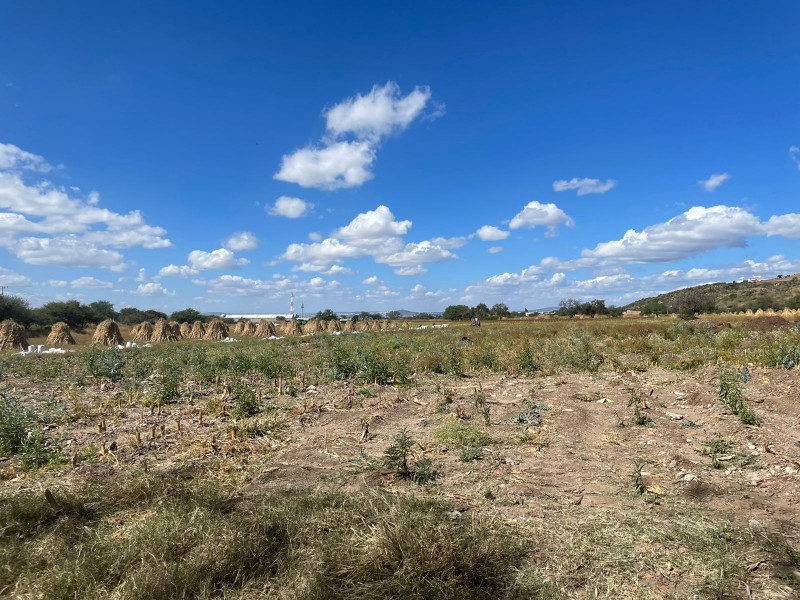 Será productiva la cosecha de este año; Desarrollo Rural