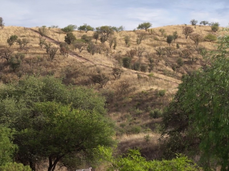 Serán dos bosques urbanos los que se proyectan para Nogales