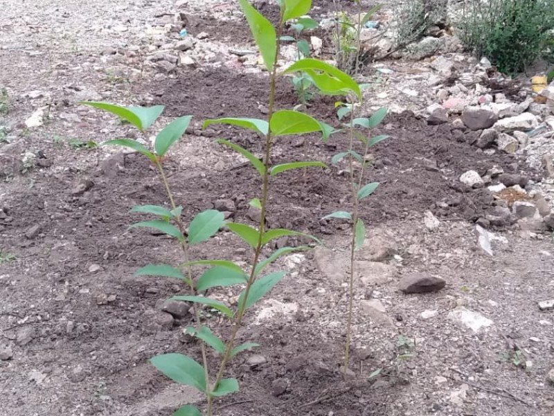 Serán plantados 10 mil árbol en Tuxtla Gutiérrez
