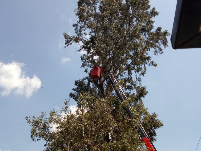 Serán retirados 6 árboles de la Recta a Cholula
