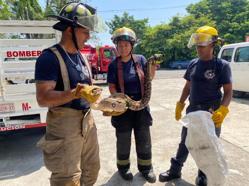 Serpiente podría haber escapado; fue llevada al zoológico de Veracruz