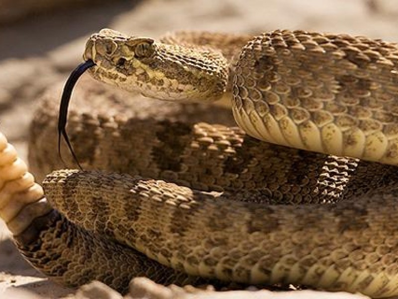 Serpiente de cascabel utiliza su sonido como defensa