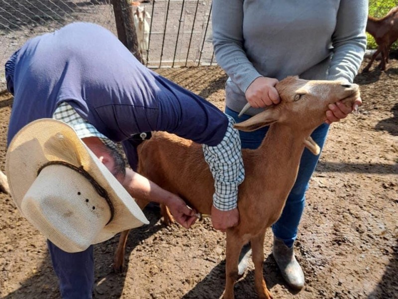 Servicios de Atención Pecuaria a Santa Rosa Jáuregui