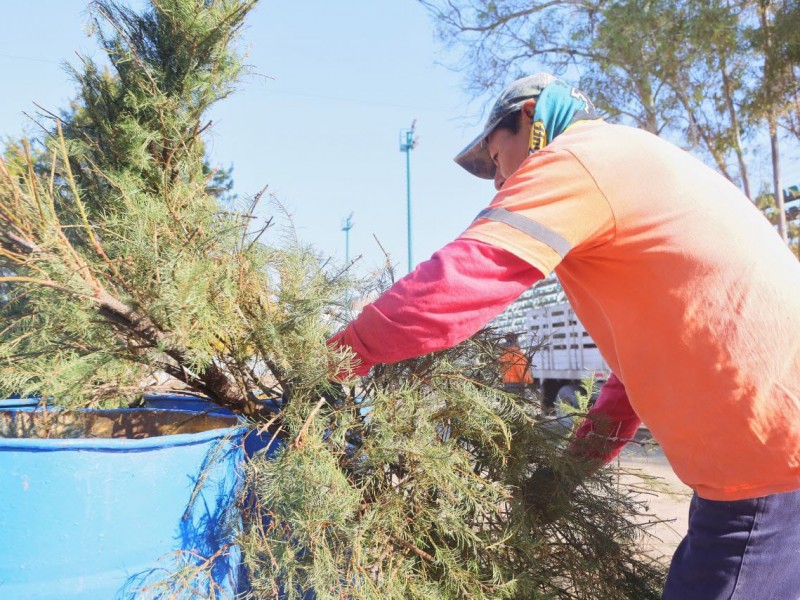 Servicios Públicos Municipales de Corregidora recolecta árboles de navidad